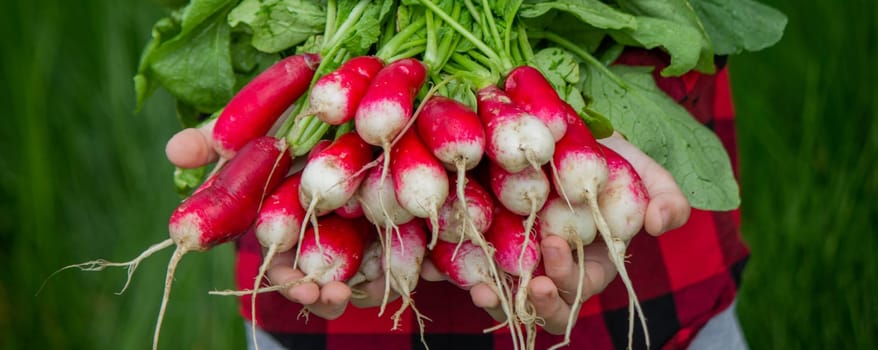 the boy is holding a bunch of freshly picked radishes. selective focus.