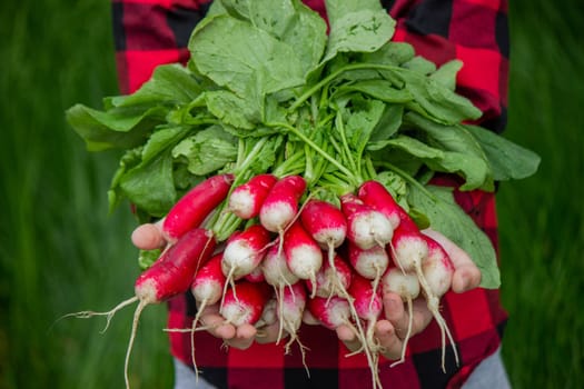the boy is holding a bunch of freshly picked radishes. selective focus.