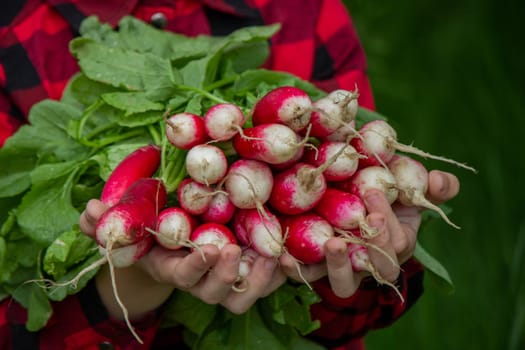 the boy is holding a bunch of freshly picked radishes. selective focus.
