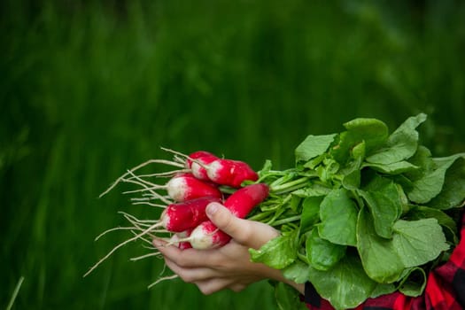 the boy is holding a bunch of freshly picked radishes. selective focus.