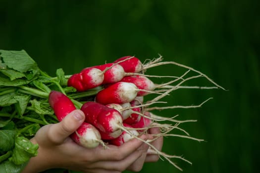 the boy is holding a bunch of freshly picked radishes. selective focus.