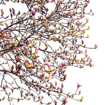 Blooming magnolia tree in spring isolated on white background.