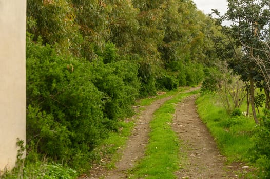road between field and eucalyptus trees in a village in winter in Cyprus