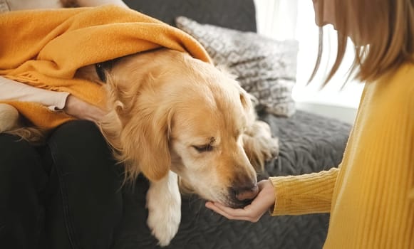 Golden retriever dog sniffing and choosing girl child hand with food. Preteen female kid daughter and mother woman playing and feeding doggy pet