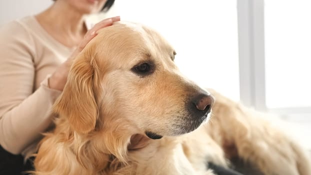 Mother and preteen girl daughter petting golden retriever dog. Young woman with purebred doggy pet and plaid indoors