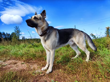 Big dog German Shepherd in a field with green and yellow grass in summer or autumn season. Russian eastern European dog veo walk on nature