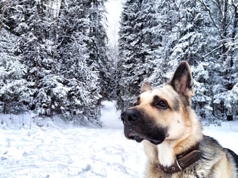 Dog German Shepherd in forest or in park in a winter day and white snow arround. Waiting eastern European dog veo and white snow