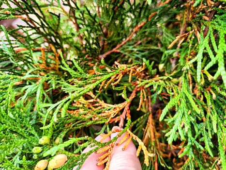 Sick damaged yellow flowers in thuja. Sick tree. Gardening and growing plants