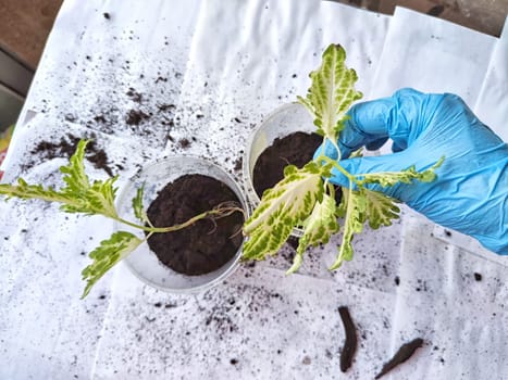 Hand of Person wearing blue glove is carefully repotting young green and white variegated plants, demonstrating gardening activity