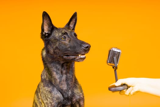 Cute singing dog Dutch shepherd in studio red yellow background