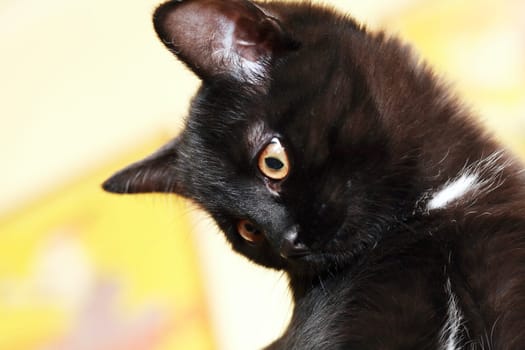 Small fun black kitten with big surprised eyes portrait