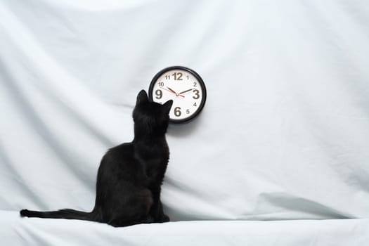 A small black kitten finds out what time it is