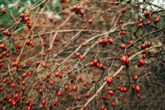 Ripe rose hips branches in late October. Medicinal berries, rosa canina, dog-rose. High quality photo