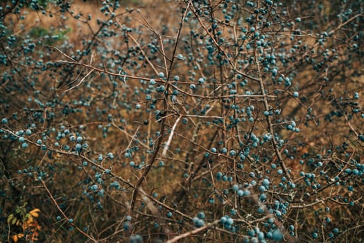 Wild acid ripe sloe - Prunus spinosa in autumn nature. Botany, plants concept. High quality photo