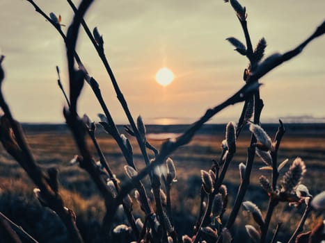 Willow branches sprouting, lit from behind by the natural light of the sunset.