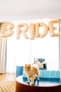 Small dog stands on a table next to blue gift bags and inflatable letters on a curtain. Caption: Bride. High quality photo