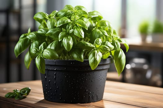 Basil growing in a black pot in the kitchen.