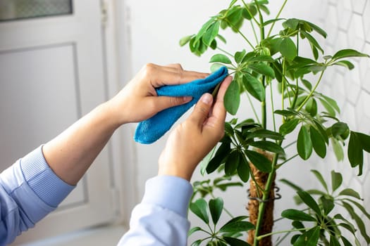Womens hands in blue clothes, wiping the green leaves of the scheffler flower from dust with a rag close-up.