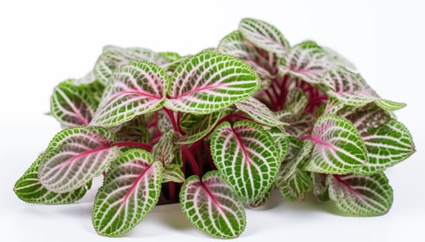 Fittonia white background isolated. High quality photo