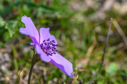 beautiful anemone flowers in the mountains in winter in Northern Cyprus 17