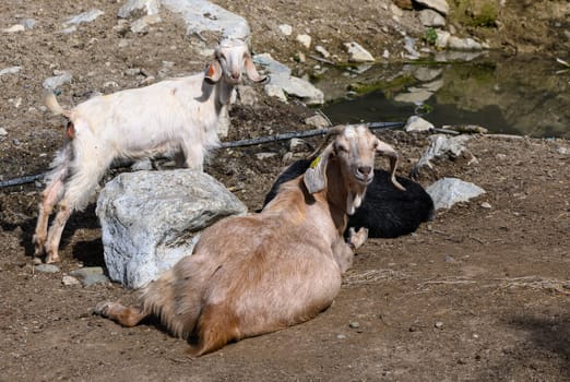domestic goats in a village in winter in Northern Cyprus