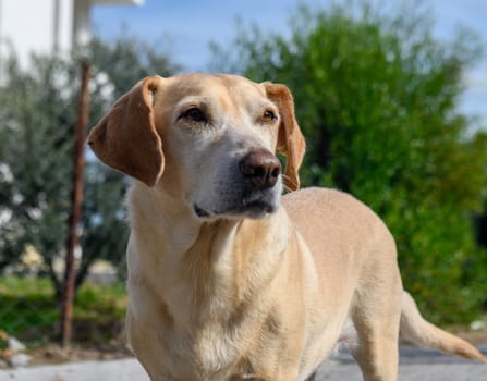 cute dog in winter in Northern Cyprus