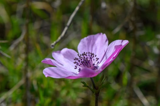 beautiful anemone flowers in the mountains in winter in Northern Cyprus 10