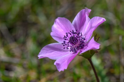 beautiful anemone flowers in the mountains in winter in Northern Cyprus 9