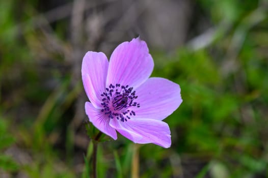 beautiful anemone flowers in the mountains in winter in Northern Cyprus 4