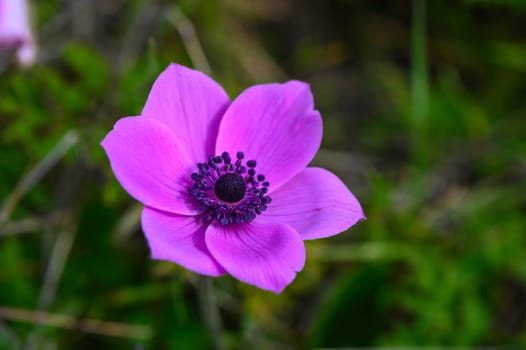 beautiful anemone flowers in the mountains in winter in Northern Cyprus 1