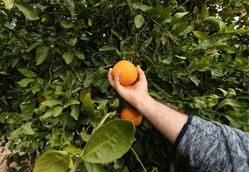 Male Hand Picking Ripe Orange Fruit, Citrus from Tree. Harvesting Orange Grove. Green Trees with Ripe Juicy Fruits Horizontal Plane.