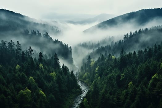 Top view of a dense spruce forest and a river in the fog.