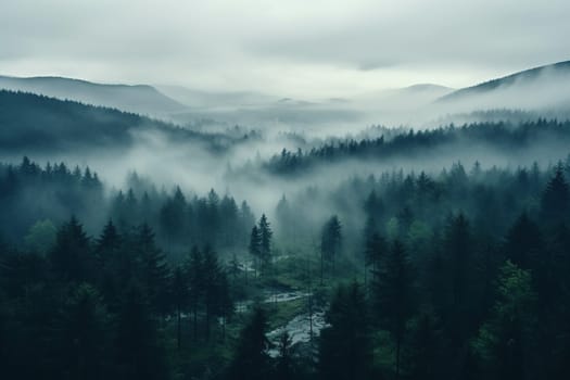 Top view of Normandy spruce forest in thick morning fog.