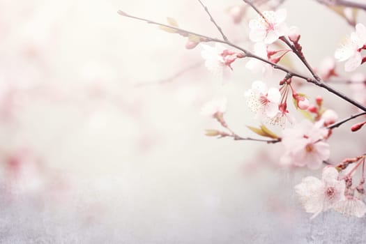 Spring background with blossoming cherry branch, sakura and bokeh.