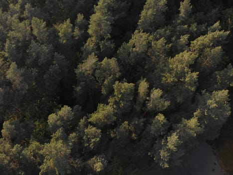 Beautiful panoramic photo over the tops of pine forest.