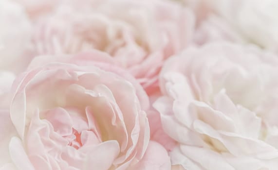 White rose flower petals. Macro flowers backdrop for holiday design. Abstract floral background. Soft focus.