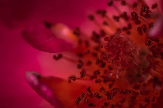 Red rose petals. Soft focus. Macro flowers background for holiday brand design.