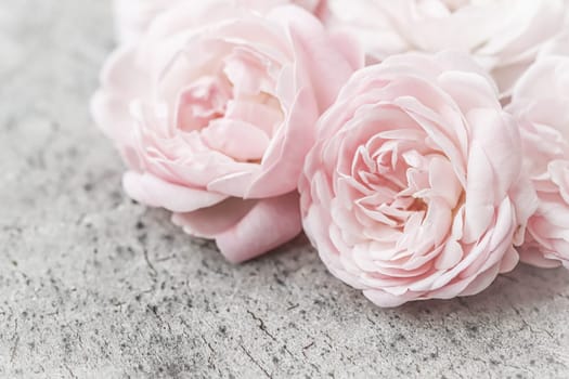 Pale pink roses on the gray surface of an old tree. Soft focus. Macro flowers background for holiday design.