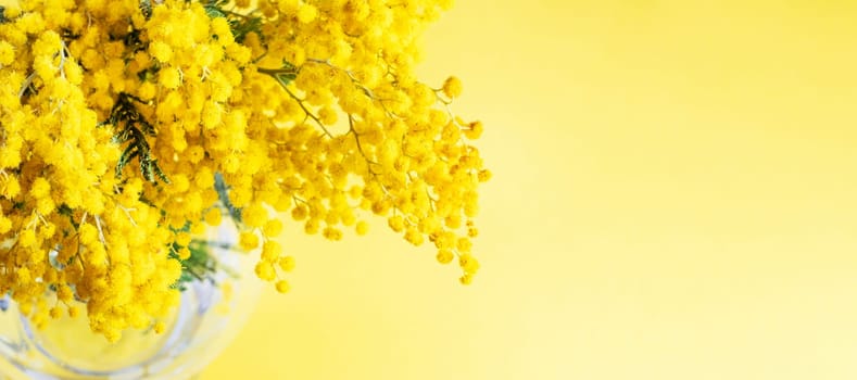 Top view Mimosa flowers in vase on yellow background, concept of spring season. Symbol of 8 March, happy women's day.
