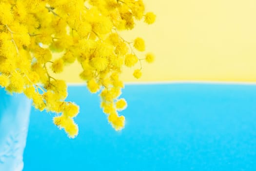 Mimosa flowers in vase on yellow and blue background, concept of spring season. Symbol of 8 March, happy women's day.
