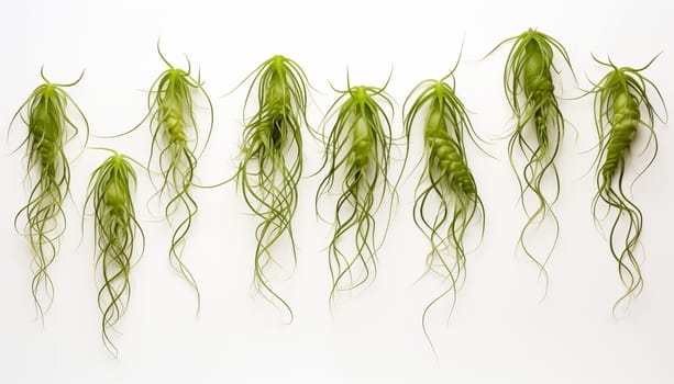 Rhipsalis, isolated white background. High quality photo