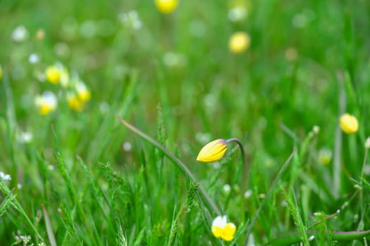 Ready to bloom, first spring unopened flowers. yellow flower in grass. Wild flowers nature close-up macro. Landscape, copy space, warm green tones. download image