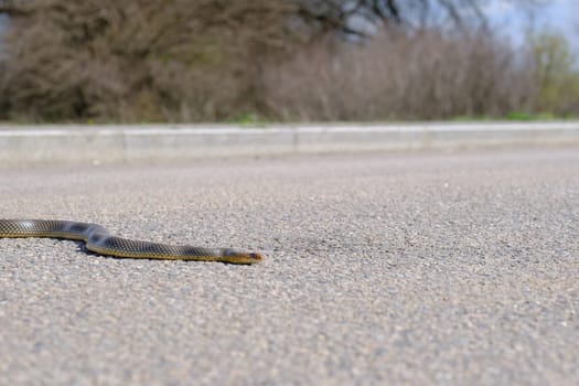 Snake Crossing road. Snake in nature. Dice snake crawling on asphalt road