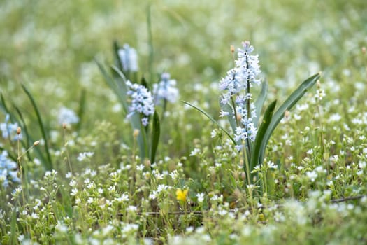 Beautiful bluebells in the forest of Scotland, macro with blurred background