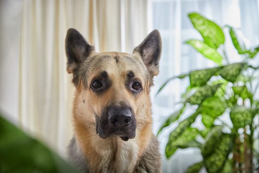 Dog German Shepherd inside of the room in pastel colors with plants and green flowers. Russian eastern European dog veo indoors