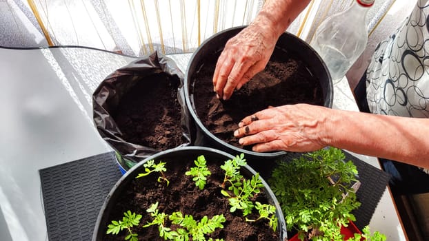 Planting marigold flowers in a pot. Reproduction of plants in spring. Young flower shoots and greenery for the garden. The hands of elderly woman, bucket of earth, green bushes and twigs with leaves