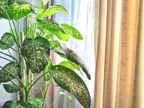 Dieffenbachia plant in a pot on a stool by the window. Retro interior in light colors. Background with plant with green leaves and fabric