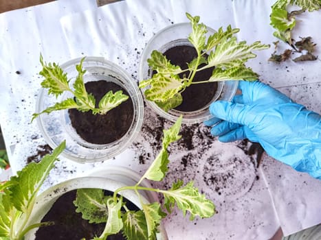 Hand of Person wearing blue glove is carefully repotting young green and white variegated plants, demonstrating gardening activity