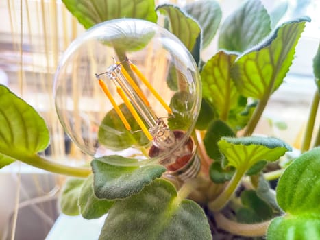 Transparent glass lamp in a green violet plant like a flower. The end of the environmental friendliness of energy-saving LED lamps