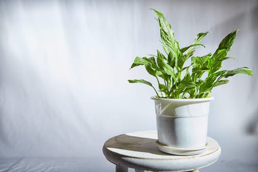 Healthy flower Dieffenbachia with distinctive green and white patterned leaves is showcased in pot against light, blurred background. Natural beauty of indoor foliage. Place for text, copy space
